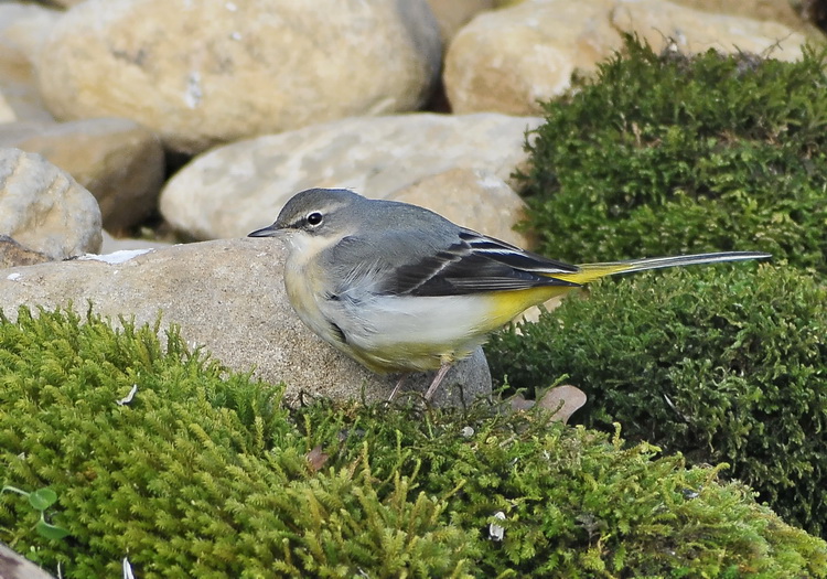 Ballerina gialla - Motacilla cinerea